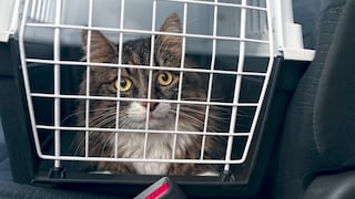 In der Regel hassen Katzen nichts mehr als Autofahren. Dennoch ist es wichtig, dass wenn das Tier mal transportiert werden muss, dass es ausreichend gesichert ist.