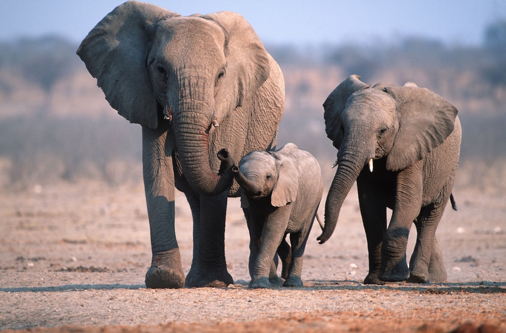 Unter den Afrikanischen Elefanten gibt es sowohl den Wald- auch den Savannenelefanten