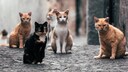Welchen Stellenwert Katzen einnehmen und wie sie von uns Menschen behandelt werden, ist auch abhängig von der Kultur des jeweiligen Landes