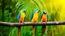Generell lässt sich sagen: Papageien in Gefangenschaft werden deutlich älter als ihre Artgenossen in der Natur.