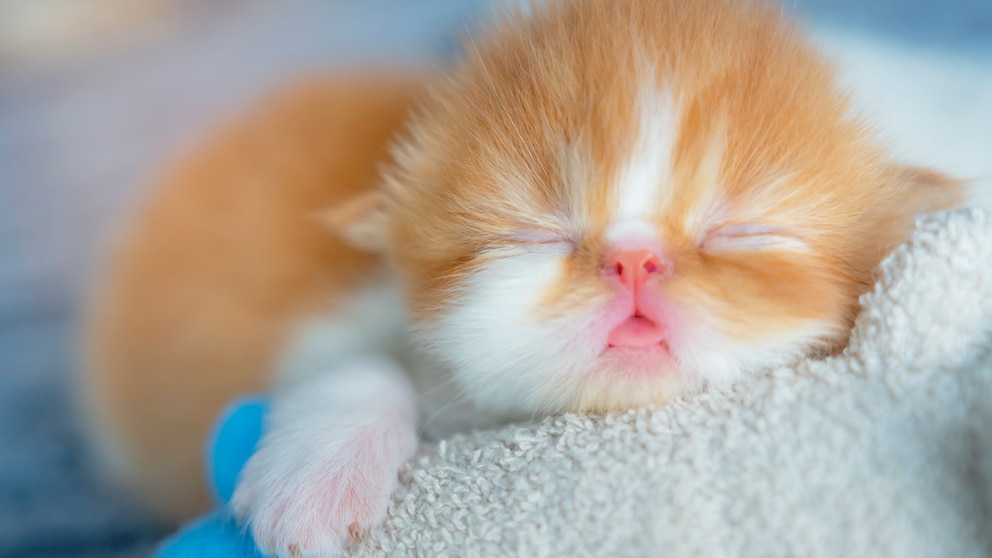 Nahaufnahme eines zwei Wochen alten Kätzchens, das auf einer Decke schläft
