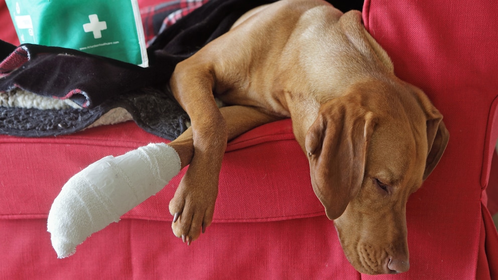 Verletzter Hund auf dem Sofa mit verbundener Vorderpfote