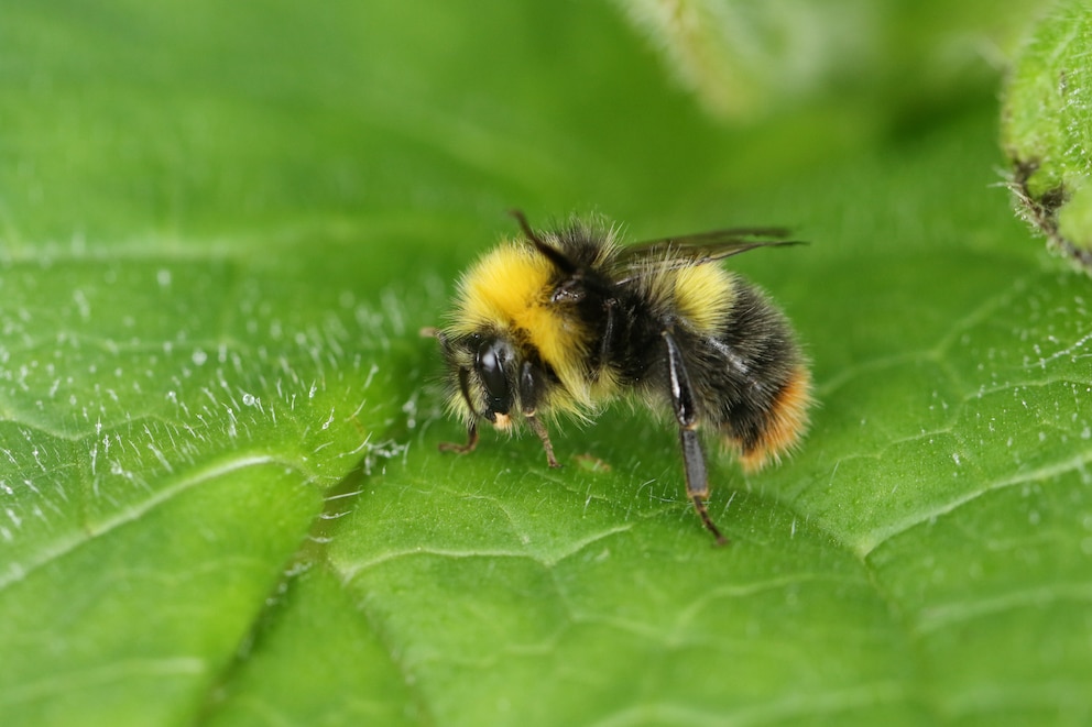 Eine Hummel, die auf einem Blatt sitzend eines ihrer mittleren Beine ausstreckt