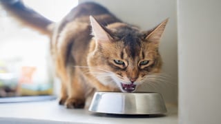 Beim Essen gibt es unter Menschen verschiedene Vorlieben, kann aber auch eine Katze vegetarisch ernährt werden?