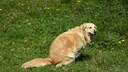 Wer den Wurmtest für den Hund zu Hause durchführen möchte, benötigt etwas Kot von seinem Haustier