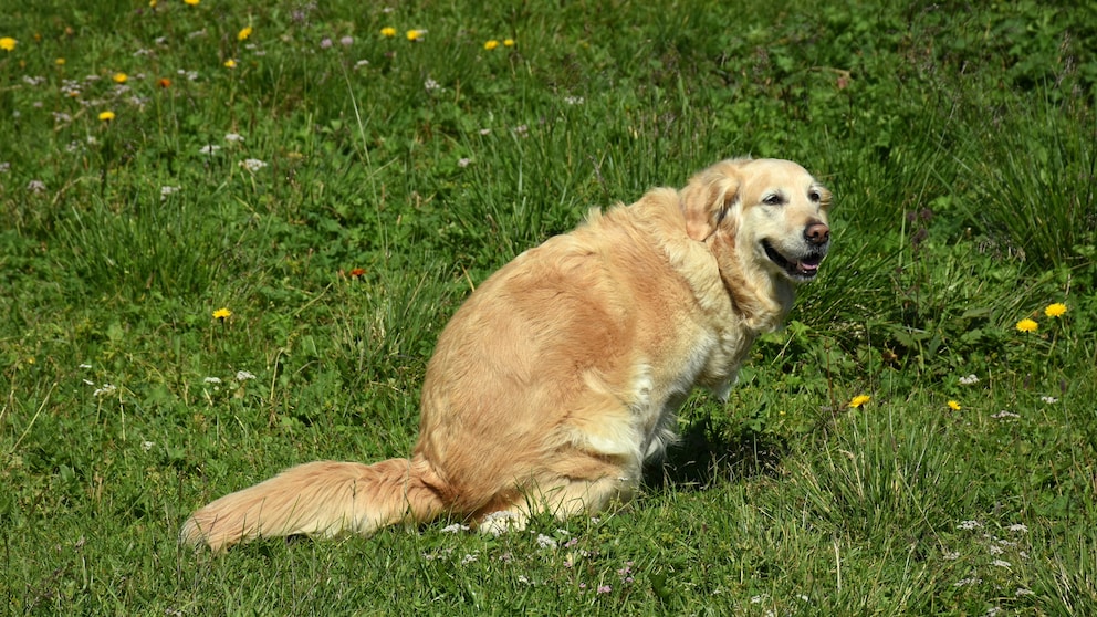 Wer den Wurmtest für den Hund zu Hause durchführen möchte, benötigt etwas Kot von seinem Haustier