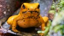 Pfeilgiftfrösche, hier die Art Schrecklicher Pfeilgiftfrosch, produzieren ihr Gift nicht selbst, sondern fressen andere Gifttiere