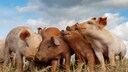 Eine. Gruppe von jungen Schweinen kuschelt auf der Weide