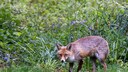 Ausgewachsener Fuchs in geduckter Haltung auf einem Gartengrundstück