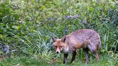 Ausgewachsener Fuchs in geduckter Haltung auf einem Gartengrundstück