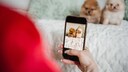 Zwei Zwergspitzwelpen werden mit dem Handy fotografiert