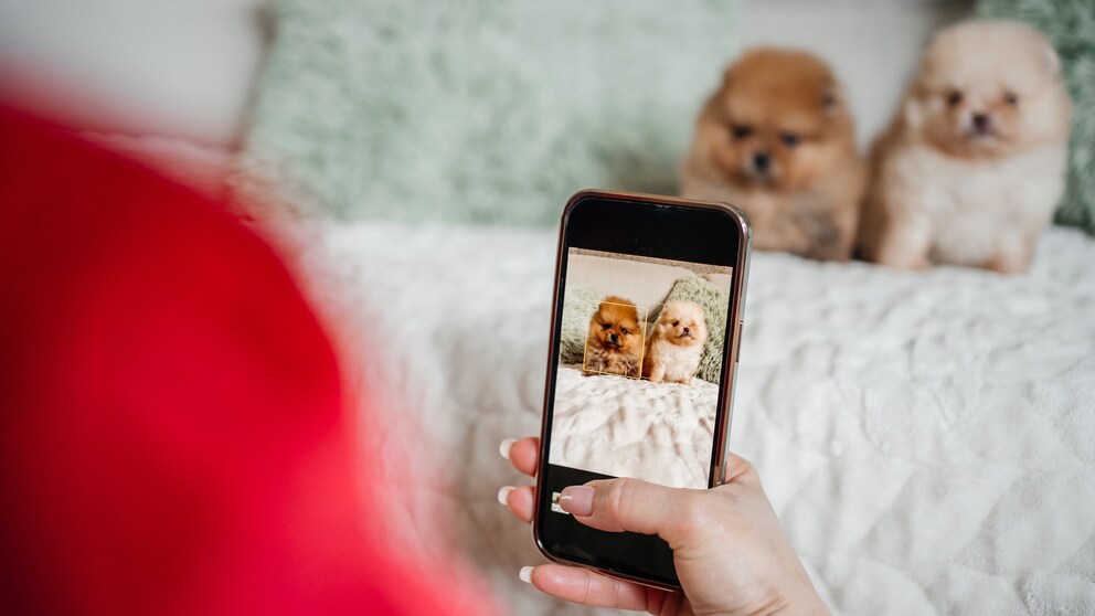 Zwei Zwergspitzwelpen werden mit dem Handy fotografiert