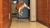 Manchmal springen sie scheinbar aus dem Nichts los. Aber wie hoch können Katzen eigentlich springen?