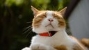 Ist ein Flohhalsband für die Katze ein wirksamer Schutz gegen Ungeziefer?