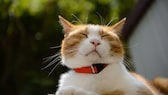 Ist ein Flohhalsband für die Katze ein wirksamer Schutz gegen Ungeziefer?