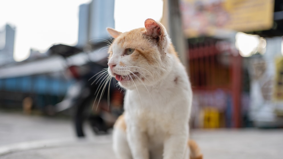 Eine streunende Katze sitzt würgend auf der Straße in einer Großstadt
