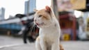 Eine streunende Katze sitzt würgend auf der Straße in einer Großstadt