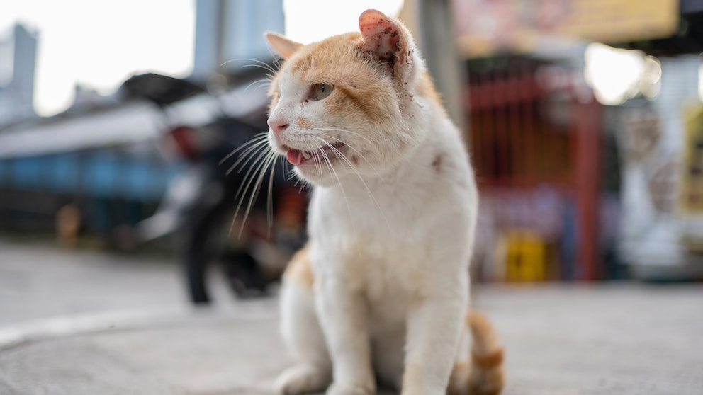 Eine streunende Katze sitzt würgend auf der Straße in einer Großstadt