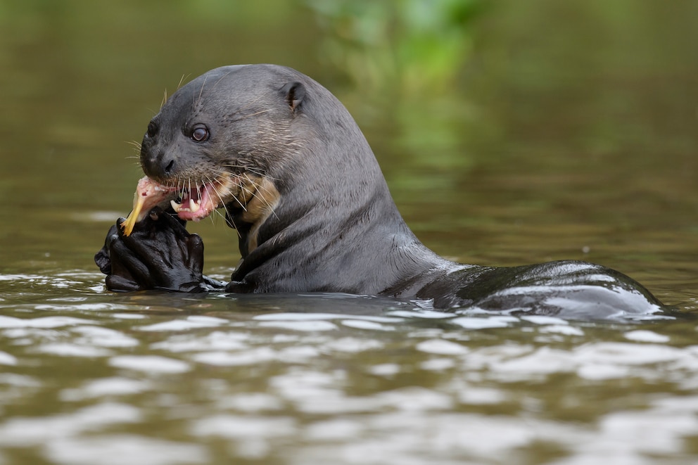 Der Riesenotter ist ein Spitzenprädator