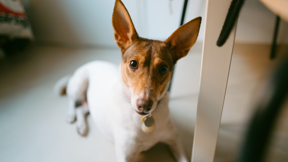 Ein junger Podenco liegt entspannt auf dem Boden.