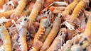 Frisch gefangene Shrimp auf einem Fischmarkt