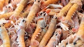 Frisch gefangene Shrimp auf einem Fischmarkt