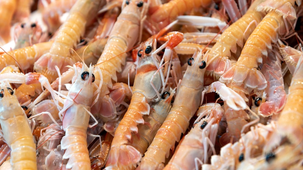 Frisch gefangene Shrimp auf einem Fischmarkt