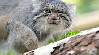 Eine Pallas-Katze sitzt auf einem Baum