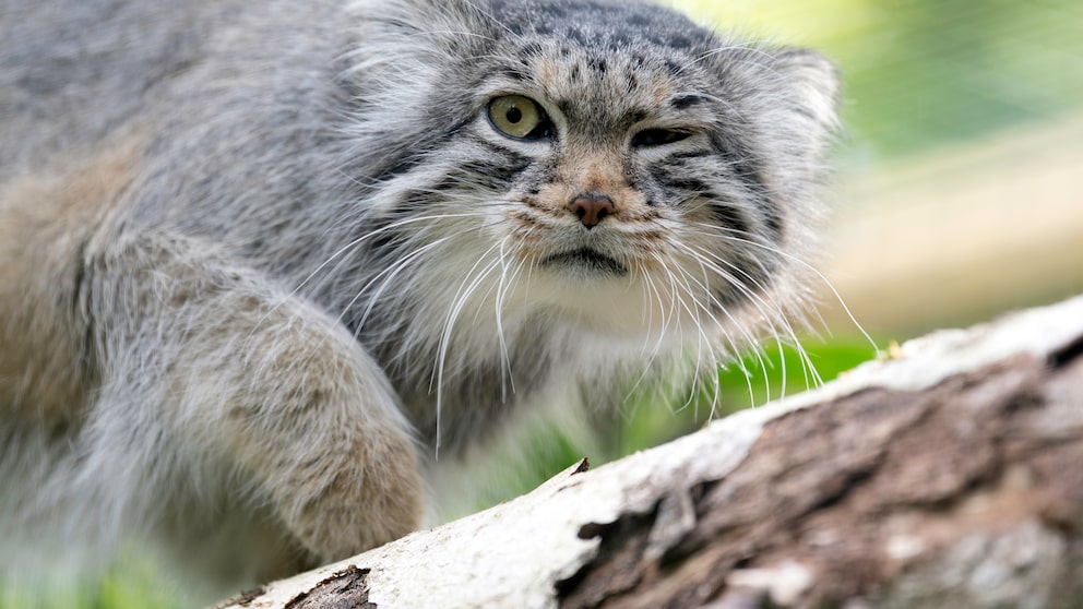Eine Pallas-Katze sitzt auf einem Baum