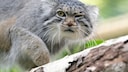Eine Pallas-Katze sitzt auf einem Baum