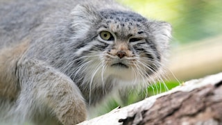 Eine Pallas-Katze sitzt auf einem Baum