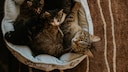 Bevor eine Katze Nachwuchs hat, ist sie gut neun Wochen lang schwanger