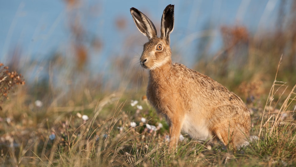 Feldhase Lepus europaeus auf einer Brachfläche