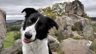 Ein Border Collie hält beim Spaziergang in der Natur den Kopf schräg