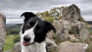 Ein Border Collie hält beim Spaziergang in der Natur den Kopf schräg