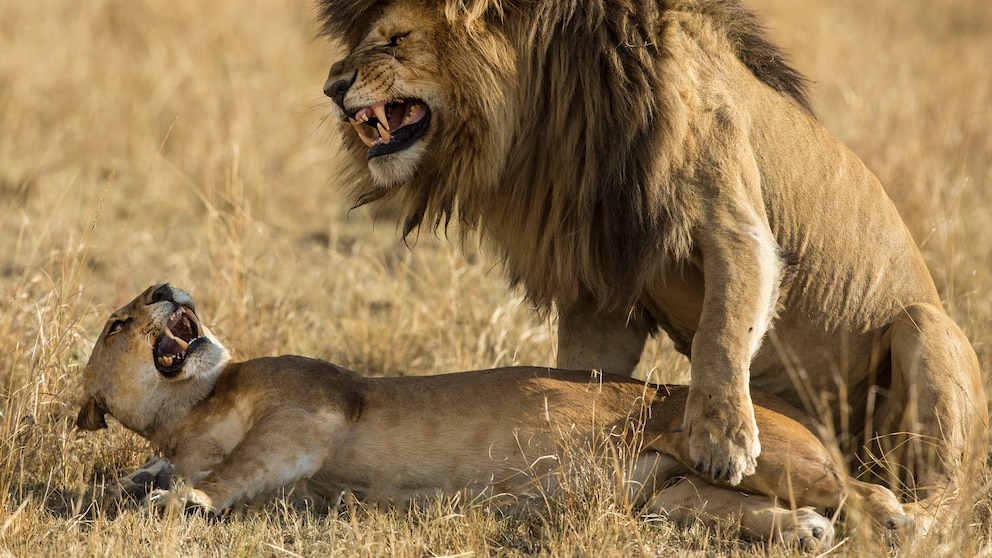 Zwei Löwen (Panthera Leo) bei der Paarung