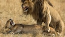 Zwei Löwen (Panthera Leo) bei der Paarung