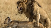 Zwei Löwen (Panthera Leo) bei der Paarung