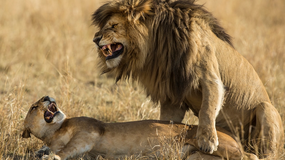 Zwei Löwen (Panthera Leo) bei der Paarung