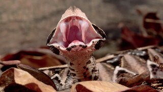 Die Gabunviper hat die längsten Giftzähne unter den Schlangen. Diese befinden sich in Hauttaschen am Oberkiefer