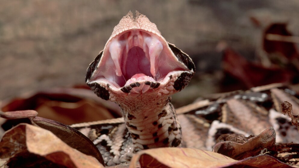 Die Gabunviper hat die längsten Giftzähne unter den Schlangen. Diese befinden sich in Hauttaschen am Oberkiefer