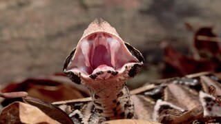 Die Gabunviper hat die längsten Giftzähne unter den Schlangen. Diese befinden sich in Hauttaschen am Oberkiefer 