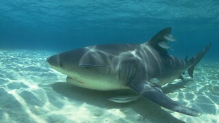 Bullenhaie sind die einzigen Großhaie, die auch im Süßwasser von Flüssen leben können
