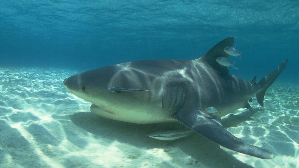 Bullenhaie sind die einzigen Großhaie, die auch im Süßwasser von Flüssen leben können