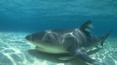 Bullenhaie sind die einzigen Großhaie, die auch im Süßwasser von Flüssen leben können