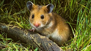 Wenn der Hamster plötzlich tot ist, kann das ein ziemlicher Schock für Halter sein