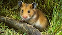 Wenn der Hamster plötzlich tot ist, kann das ein ziemlicher Schock für Halter sein
