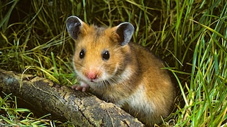 Wenn der Hamster plötzlich tot ist, kann das ein ziemlicher Schock für Halter sein