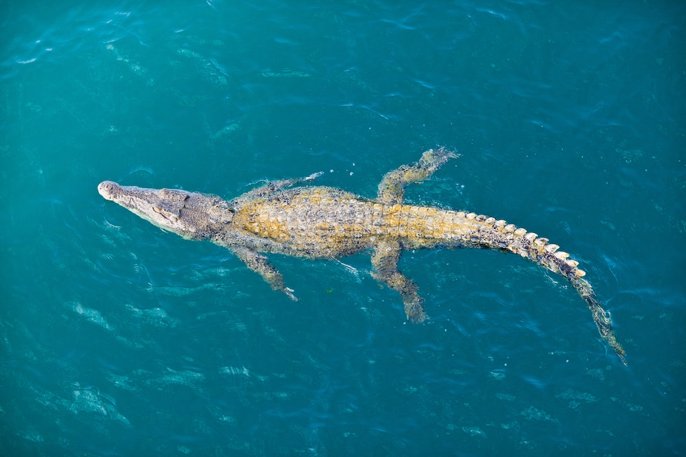 Leistenkrokodile werden auch Salzwasserkrokodile genannt, denn sie sind in der Lage, weit in den Ozean hinauszuschwimmen