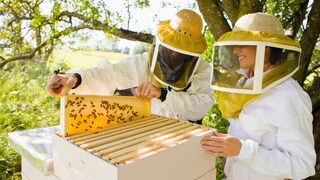 Zwei Imker beim Durchsehen der Honigräume am Bienenvolk